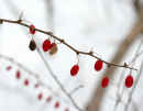 Japanese Barberry<br />(<em>Berberis thunbergii</em>)