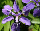 Irises<br />(<em>Iris tectorum</em>)