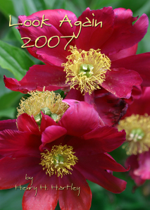 Peony Flowers