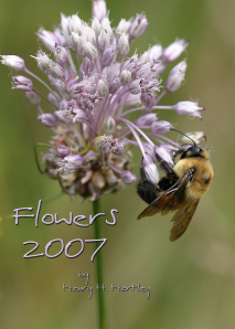 Bumble Bee on Allium Flower