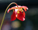 Pitcher Plant Flower<br />(<em>Sarracenia</em> hybrid)