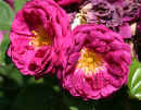 Rose Flowers<br />(in Nick Weber's Garden)