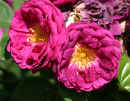 Rose Flowers<br />(in Nick Weber's Garden)