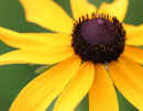 Black-eyed Susan (<em>Rudbeckia hirta</em>)