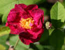 Rose Flower<br />(Rose 'Alain Blanchard')
