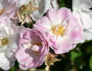 Rose Flowers<br />(Rose 'Chapney's Pink Cluster')