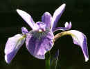 Iris Flower