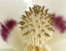 Magnolia Flower<br />(<em>Magnolia acuminata</em>)