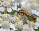 Goldenrod Soldier Beetle<br />(<em>Chauliognathus pennsylvanicus</em>)