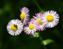 Common Fleabane<br />(<em>Erigeron philadelphicus</em>)