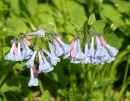 Virginia Bluebells<br />(<em>Mertensia virginica</em>)