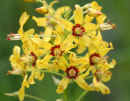 Yellow Flowers