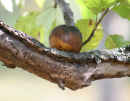 Apple on Tree Branch