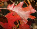 Red Oak Leaves