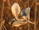 Milkweed Seed Pods