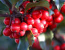 Holly Berries