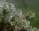 Dew Drops