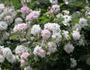 Paul's Himalayan Musk Rambler