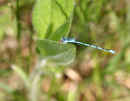 Common Blue Damselfly<br />(<em>Enallagma cyathigerum</em>)