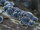 Blue Bracket Fungus