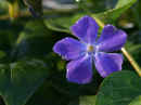 <em>Vinca Minor</em> (Periwinkle)