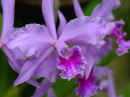 Cattleya Orchid