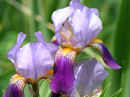 Bearded Iris