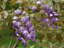 <em>Wisteria floribunda</em> ‘Okayana-i-sai’<br />(Japanese Wisteria)