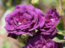 Rose “Midnight Blue”