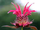 <em>Monarda</em> (Bergamot)