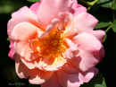 Rose ‘Pink Pillar’