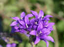 Campanula