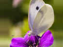 <em>Pieris rapae</em> (Small Cabbage White)