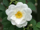 <em>Rosa</em> x <em>alba</em>