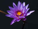 Water Lily