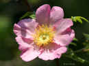 <em>Rosa roxburgii</em>