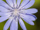 <em>Cichorium intybus</em> (Common Chicory)