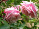 Rose ‘Blossomtime’