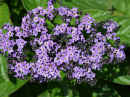 Heliotrope