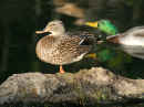 <em>Anas platyrhynchos</em> (Mallard Duck)