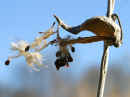 <em>Asclepias syriaca</em> (Milkweed Seedpod)