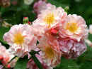 Rose ‘Carnelia’