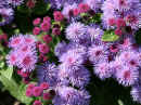 Ageratum