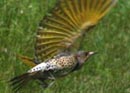 Northern Flicker