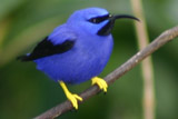 Purple Honeycreeper